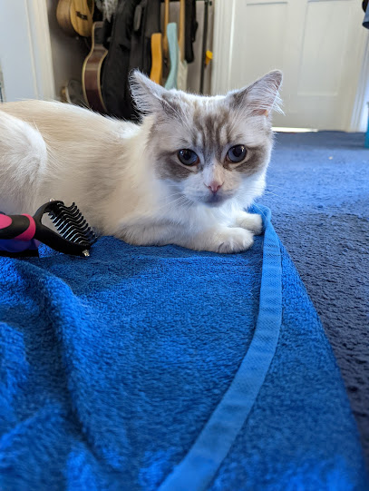 4 Paws Manicures and More. 'Mobile Vet Nurse'