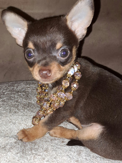 Allan Veterinary Surgery