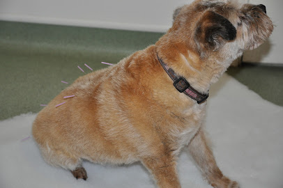 Animal Acupuncture Wales