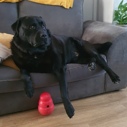 Animal Trust Vets CIC - Ashton