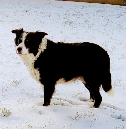 ARMAC Vets Ltd. in Lanarkshire and the Scottish Borders