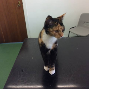 Bodrwnsiwn Veterinary Practice, Holyhead