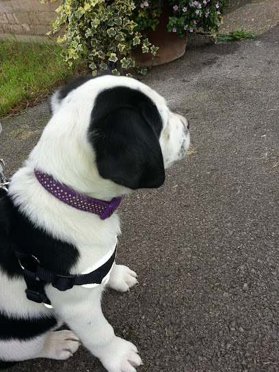 Brookmead Veterinary Surgery