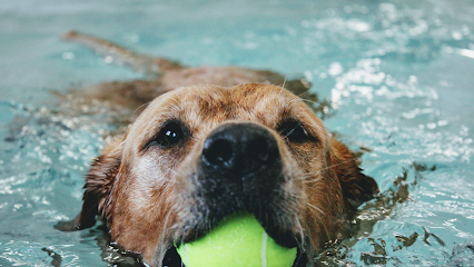 Burntwood Canine Hydrotherapy Doncaster
