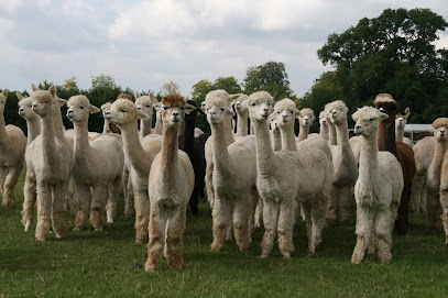 Camelid Veterinary Services Ltd