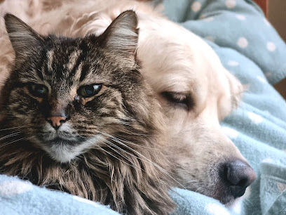 Castle House Veterinary Practice