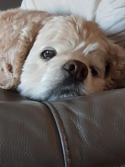 Chantry Vets, Brindley Way Veterinary Hospital