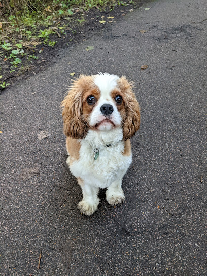 Chess Vets in Rickmansworth