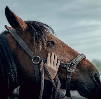 Chiltern Equine Clinic