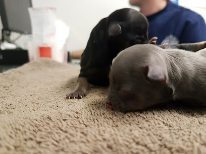 City Vets Ravenhill Road