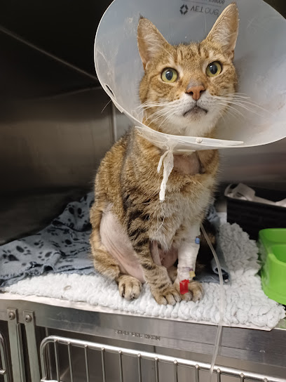 Clear Ridge Veterinary Surgery