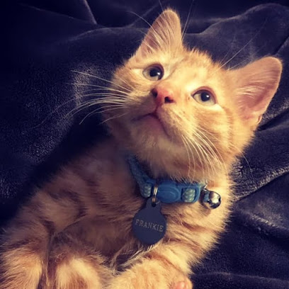 Collier and Brock Vets, Ayr