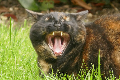 Companion Care - Croydon