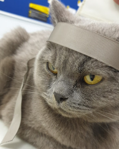 Companion Care - Enfield