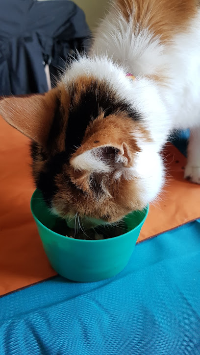 Companion Care - Fareham Collingwood