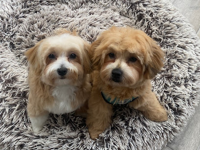 Companion Care Northampton