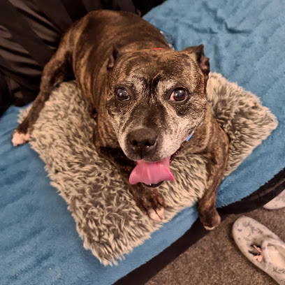 Companion Care - Tamworth