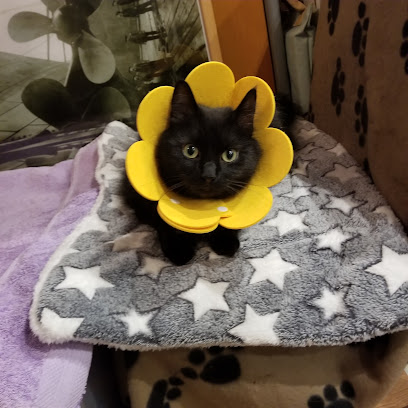 Companion Care Vets Bedford