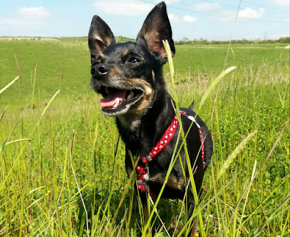 Companion Care Vets - Leighton Buzzard