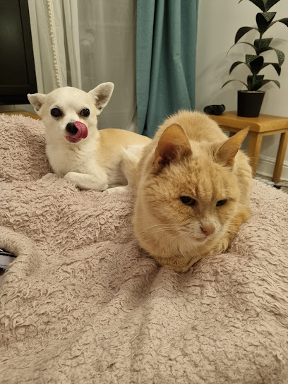 Companion Care Vets Southampton