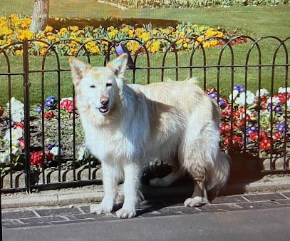 Companion Care Vets Tunbridge Wells