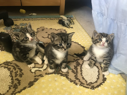 Companion Care - Winchester