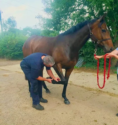 Dilliway & Bosley Equine Veterinary Practice Ltd