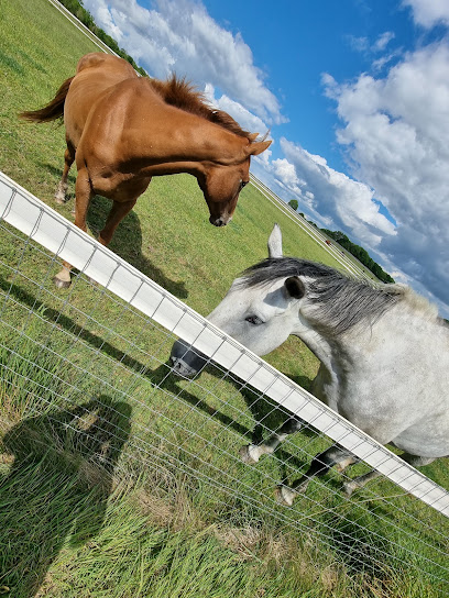 Dorset Equine Veterinary Services