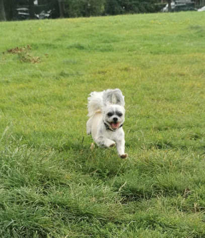 Downes Veterinary Services - Park Avenue