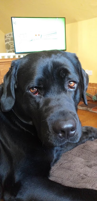 Dyfed Farm Vets - St Clears