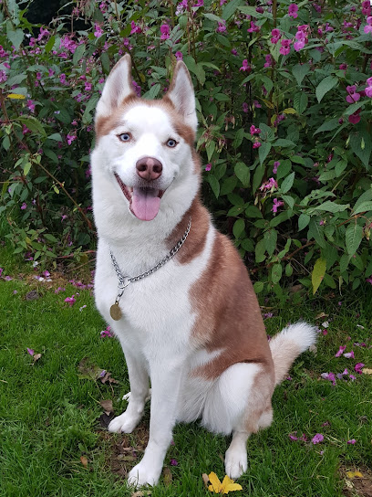 FALCON VETERINARY GROUP