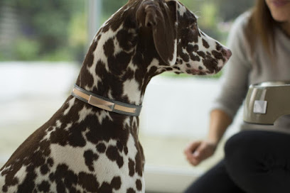 Felcana - Pet Health Monitoring and Telemedicine