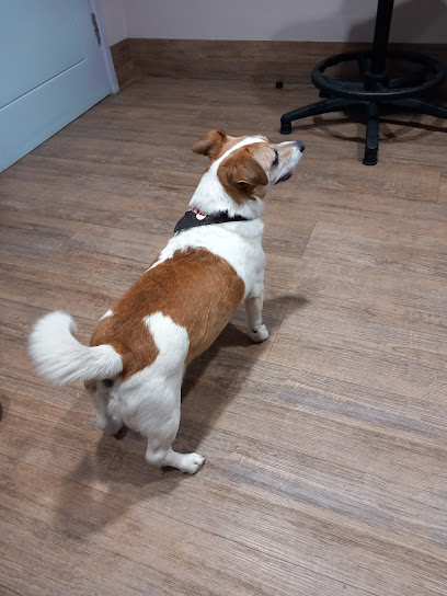 Ferndown Family Vets