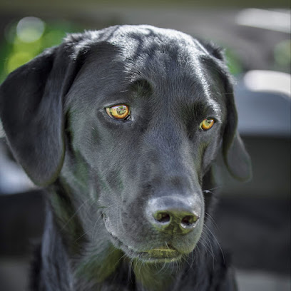 Fitzalan House Veterinary Group