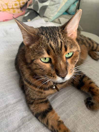 Forest Veterinary Centre, Isle of Dogs