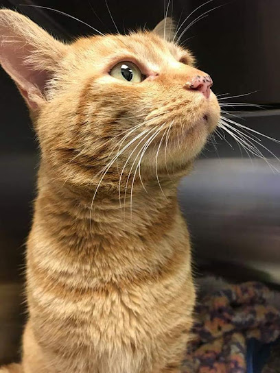 Galedin Vets, Duns Cheeklaw