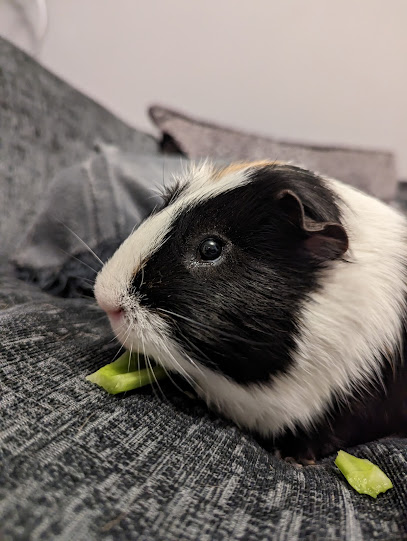 Galtres Veterinary Surgery