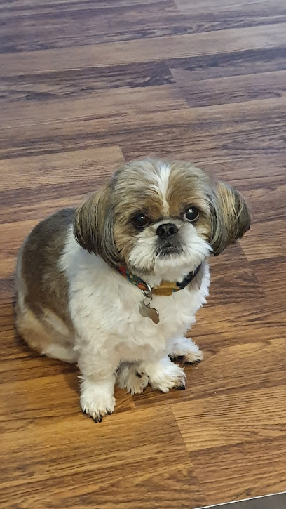 Grove Veterinary Surgery