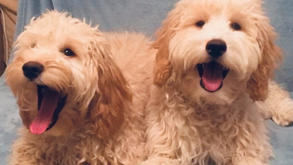 Haven Vets Ltd Ammanford