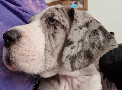 Hawkinge Veterinary Surgery