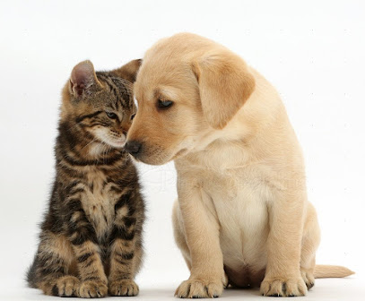 Hayle Veterinary Surgery