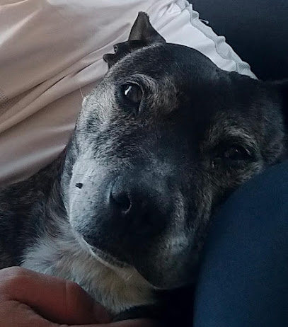 Hensol Vets - Home Euthanasia and Home Visits in South Wales