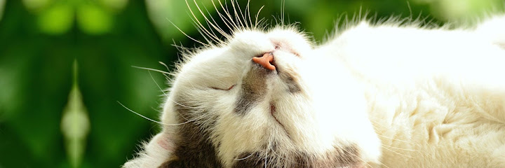 Holistic Veterinary Care by Shelley Doxey