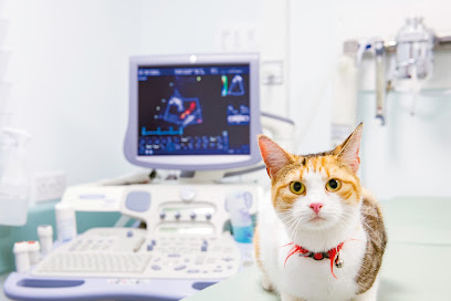 Holly House Veterinary Hospital & Ark Referrals