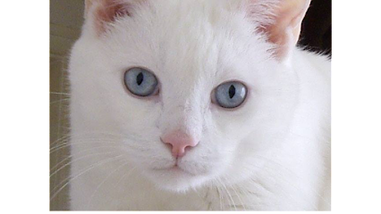 Hyperthyroid Cat Centre