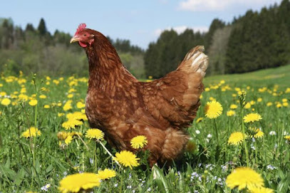 Inchcolm Veterinary Services Ltd