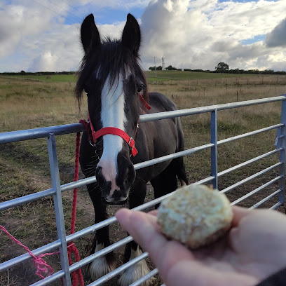 Intake Veterinary Services