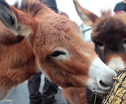 Ipswich Veterinary Centre