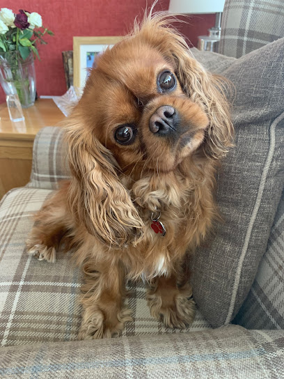 Island Veterinary Clinic