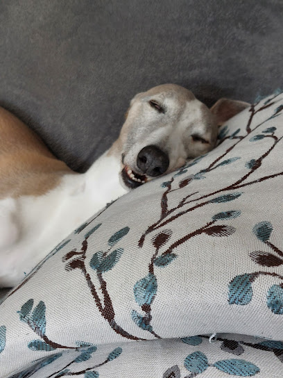 Jacqui Paterson’s Veterinary Surgeon